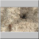 Pompilus cinereus - Wegwespe w60c traegt Wolfsspinne ein - Sandgrube OS-Wallenhorst.jpg